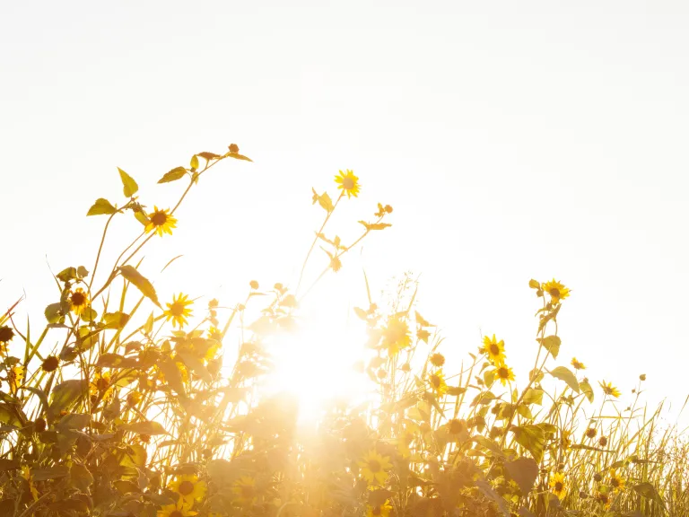 A love that shows itself is a love that shines (Matthew 5:16). A love that shows itself is a love that shines (Matthew 5:16).